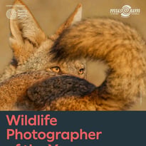Wildlife Photographer of the Year
