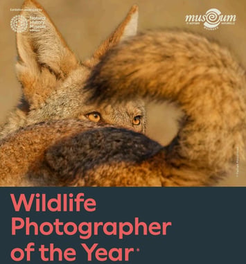 Wildlife Photographer of the Year