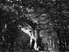 Lignières